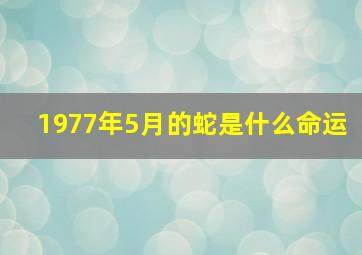 1977年5月的蛇是什么命运