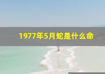 1977年5月蛇是什么命