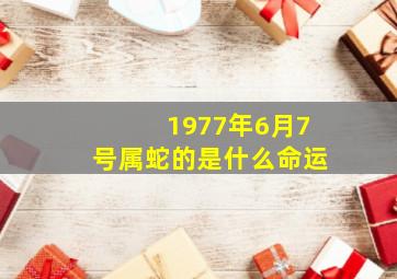 1977年6月7号属蛇的是什么命运