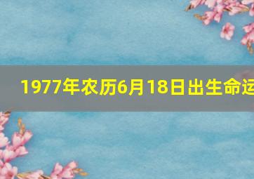 1977年农历6月18日出生命运