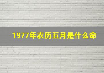 1977年农历五月是什么命