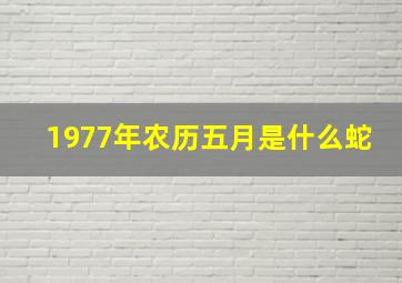 1977年农历五月是什么蛇