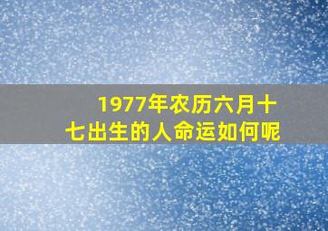 1977年农历六月十七出生的人命运如何呢