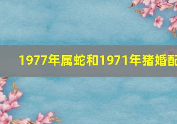 1977年属蛇和1971年猪婚配