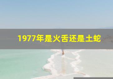 1977年是火舌还是土蛇