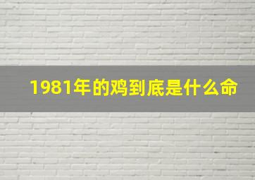 1981年的鸡到底是什么命