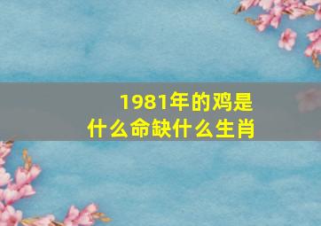 1981年的鸡是什么命缺什么生肖