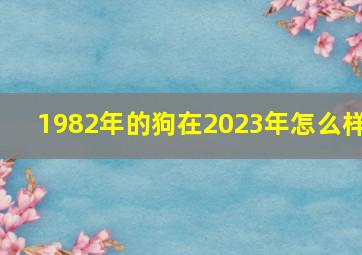 1982年的狗在2023年怎么样