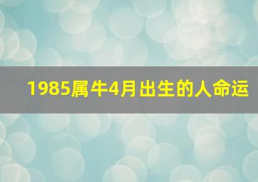 1985属牛4月出生的人命运