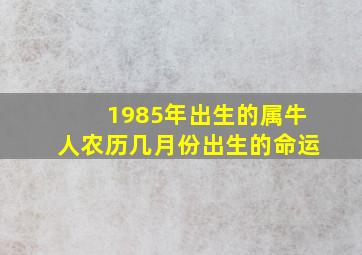 1985年出生的属牛人农历几月份出生的命运