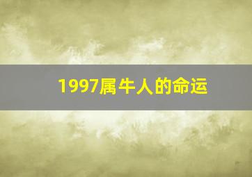 1997属牛人的命运