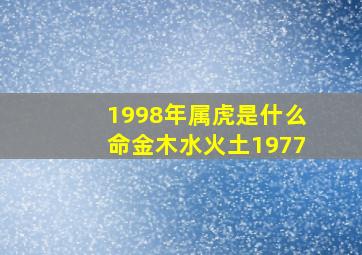 1998年属虎是什么命金木水火土1977