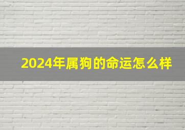 2024年属狗的命运怎么样