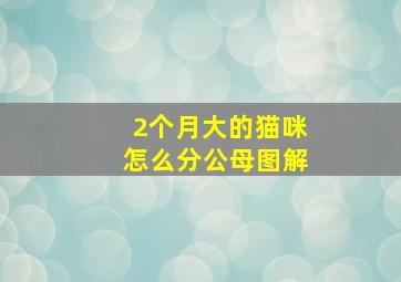 2个月大的猫咪怎么分公母图解