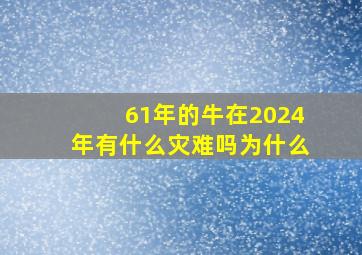 61年的牛在2024年有什么灾难吗为什么