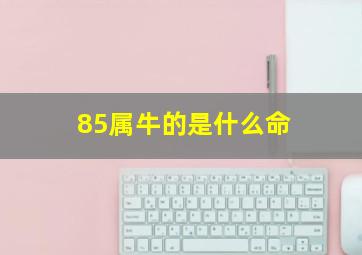 85属牛的是什么命