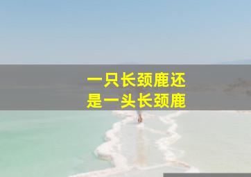 一只长颈鹿还是一头长颈鹿