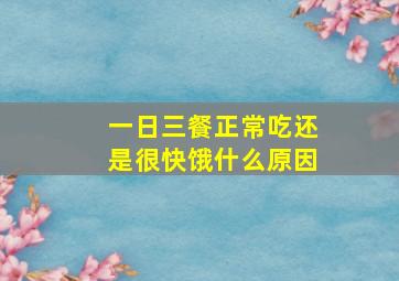 一日三餐正常吃还是很快饿什么原因