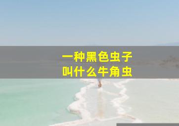 一种黑色虫子叫什么牛角虫