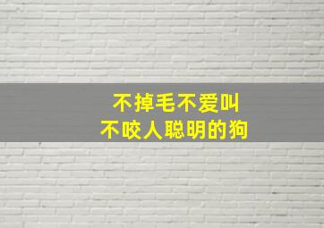 不掉毛不爱叫不咬人聪明的狗