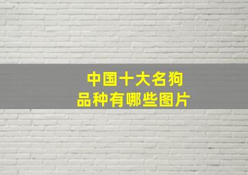 中国十大名狗品种有哪些图片