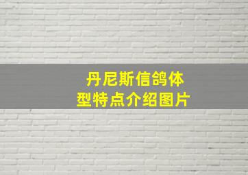 丹尼斯信鸽体型特点介绍图片