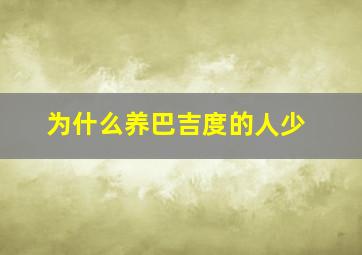 为什么养巴吉度的人少