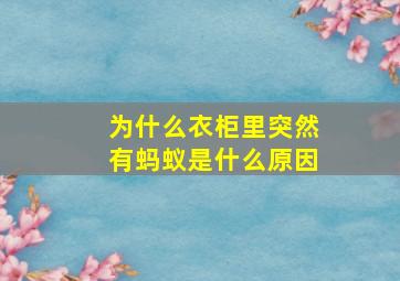 为什么衣柜里突然有蚂蚁是什么原因