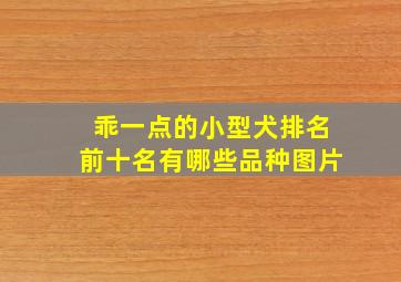 乖一点的小型犬排名前十名有哪些品种图片