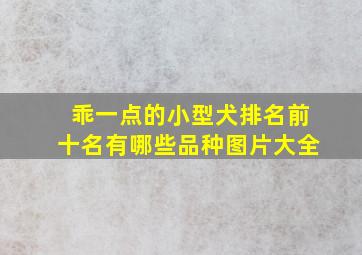 乖一点的小型犬排名前十名有哪些品种图片大全