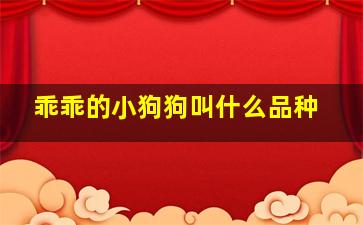 乖乖的小狗狗叫什么品种