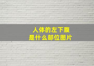 人体的左下腹是什么部位图片