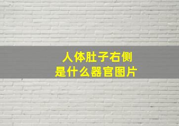 人体肚子右侧是什么器官图片