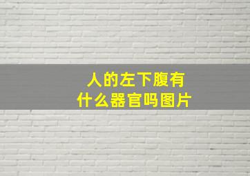 人的左下腹有什么器官吗图片