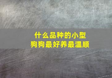 什么品种的小型狗狗最好养最温顺