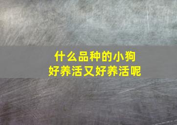 什么品种的小狗好养活又好养活呢