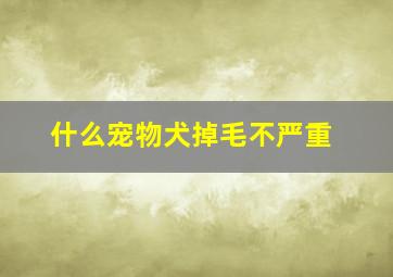 什么宠物犬掉毛不严重