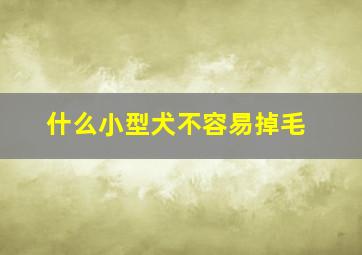 什么小型犬不容易掉毛