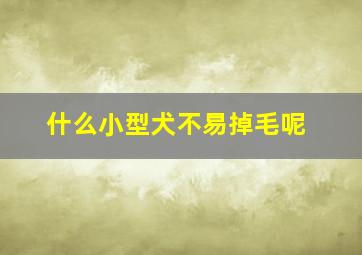 什么小型犬不易掉毛呢