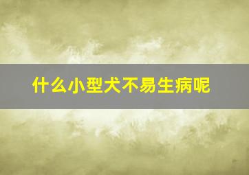 什么小型犬不易生病呢