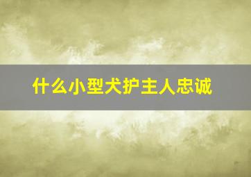 什么小型犬护主人忠诚