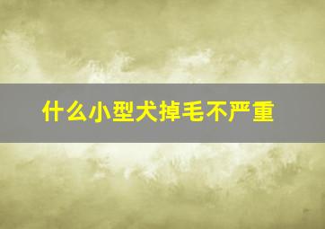 什么小型犬掉毛不严重