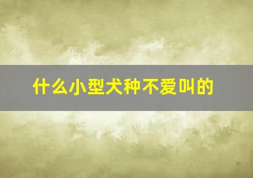 什么小型犬种不爱叫的