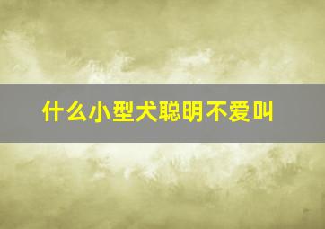 什么小型犬聪明不爱叫