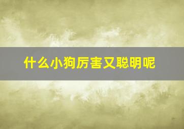 什么小狗厉害又聪明呢