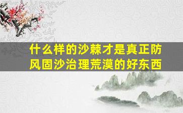 什么样的沙棘才是真正防风固沙治理荒漠的好东西