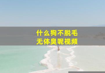 什么狗不脱毛无体臭呢视频