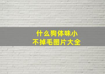 什么狗体味小不掉毛图片大全