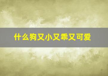 什么狗又小又乖又可爱