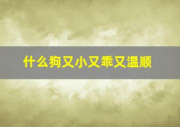 什么狗又小又乖又温顺